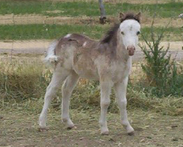 Wesco Farms LM Shakira